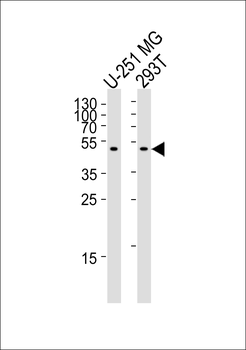 CPM Antibody (Center)