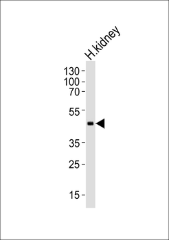 CPM Antibody (Center)