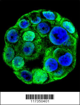 SP1 Antibody (C-term P692)