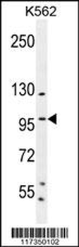 SP1 Antibody (C-term P692)