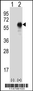 LZP Antibody