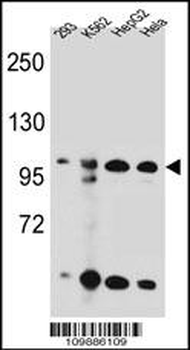 KSR2 Antibody (C-term)