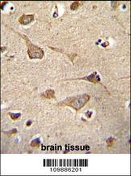 KSR2 Antibody (C-term)