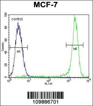 KSR2 Antibody (C-term)