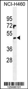 PRAMEF6 Antibody (C-term)
