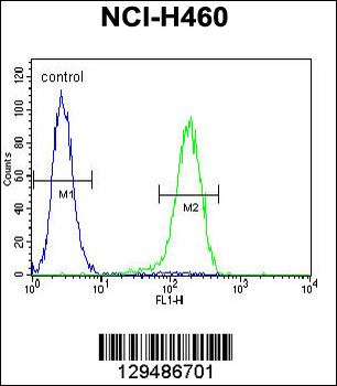 PRAMEF6 Antibody (C-term)