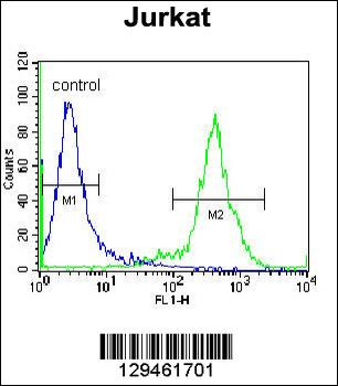 ZNF648 Antibody (N-term)