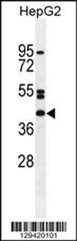 NT5DC4 Antibody (Center)