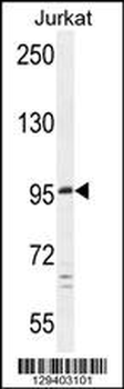 C6orf138 Antibody (Center)