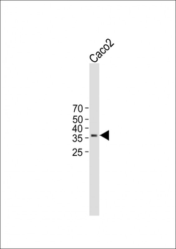 TMEM150B Antibody (N-term)