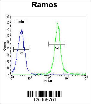 FAM133A Antibody (N-term)
