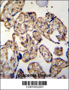 LRRC45 Antibody (C-term)