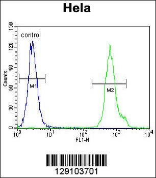 LRRC45 Antibody (C-term)