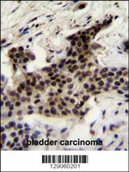 UBXN2A Antibody (C-term)