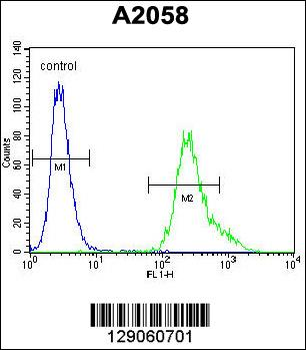 UBXN2A Antibody (C-term)