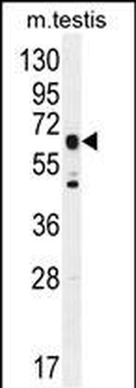 C19orf51 Antibody (Center)