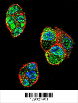 C9JLR9 Antibody (C-term)