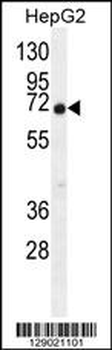 C9JLR9 Antibody (C-term)