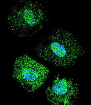 C4orf39 Antibody (C-term)