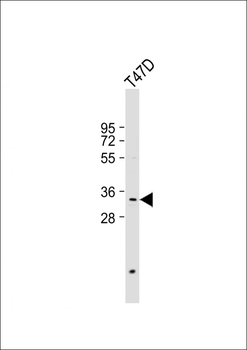 PSMB11 Antibody (C-term)