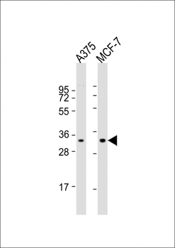 COPE Antibody (C-term)