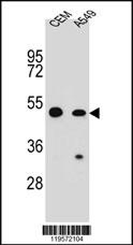 COP1 Antibody (N-term)