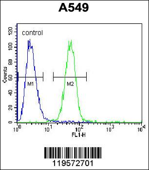 COP1 Antibody (N-term)