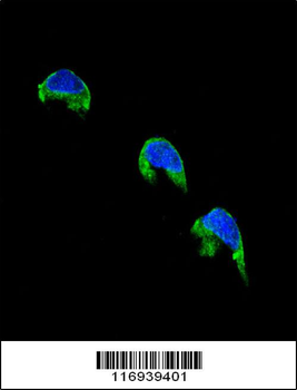 CYP1A2 Antibody (Center)