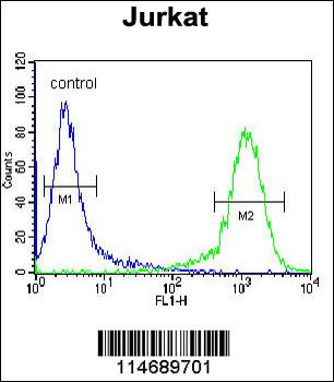 ADCY2 Antibody (Center)