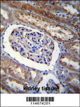 ARL8 Antibody (C-term)