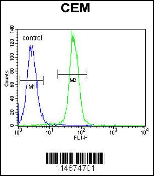 ARL8 Antibody (C-term)