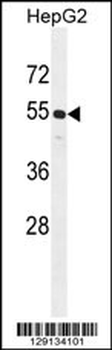CCNJL Antibody (Center)