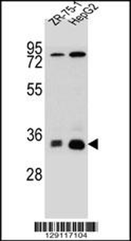 MTHFD2L Antibody (C-term)