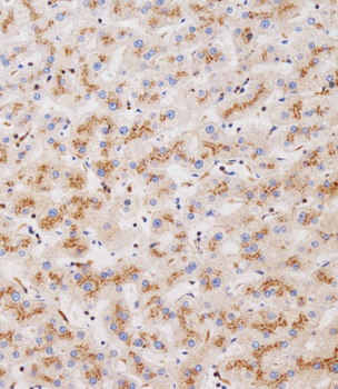 CLEC4F Antibody (C-term)