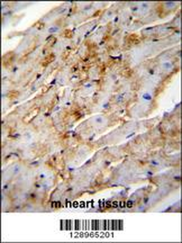 ALDH1L2 Antibody (C-term)