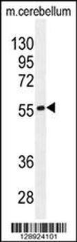 FAM69B Antibody (N-term)
