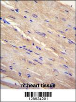 FAM69B Antibody (N-term)