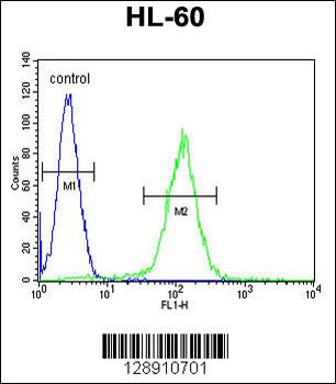 OR10J5 Antibody (C-term)