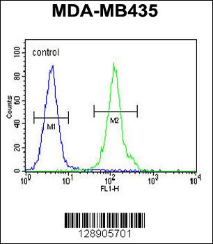 OR2L13 Antibody (C-term)