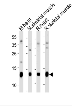 Mouse PLM Antibody (N-term)