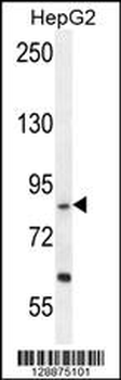 EXOC3L Antibody (C-term)