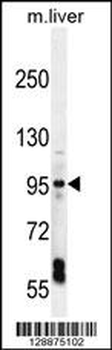 EXOC3L Antibody (C-term)