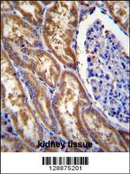 EXOC3L Antibody (C-term)