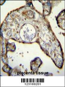MNDA Antibody (N-term)