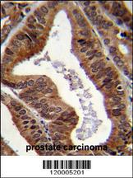 EAPII Antibody (C-term)