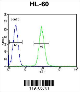 DPP3 Antibody (C-term)