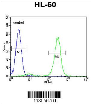 FBXW11 Antibody (Center)