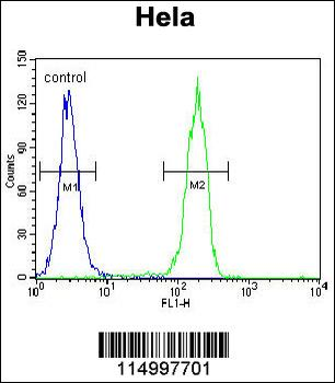 CCNG1 Antibody (C-term)
