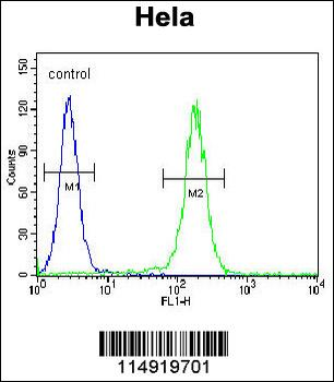 LARS Antibody (N-term)