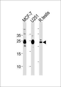 GFER Antibody (Center)